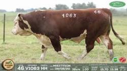 lote 46
