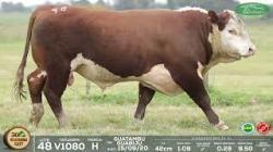 lote 48