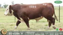 lote 50