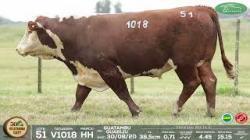lote 51