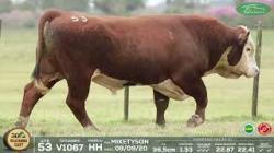 lote 53