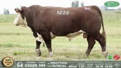 lote 54