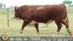 lote 55