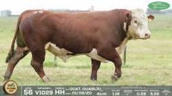 lote 56