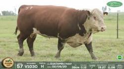 lote 57
