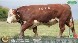 lote 58