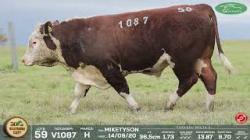 lote 59