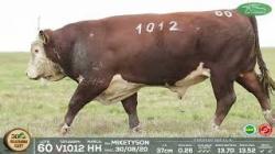 lote 60