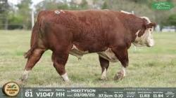 lote 61