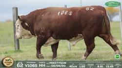 lote 62