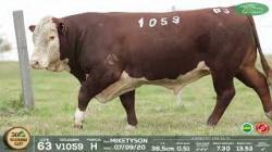 lote 63