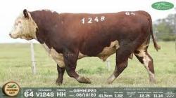 lote 64