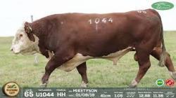lote 65