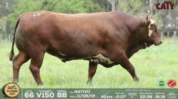 lote 66