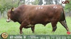 lote 67