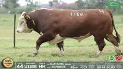 lote 44