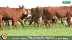 lote 100
