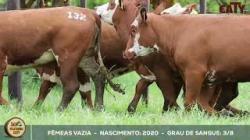 lote 132