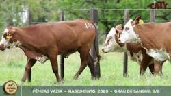 lote 131