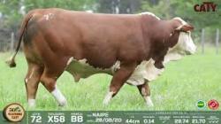 lote 72 x258