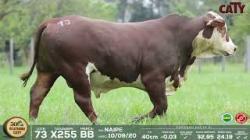 lote 73 x255