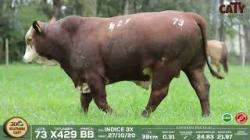 lote 73 x429