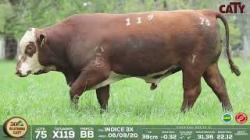 lote 75 x119