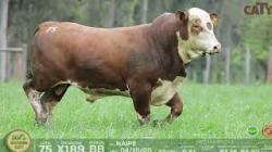 lote 75 x189