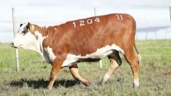 Z1204