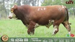 lote 76 x248