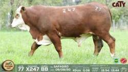 lote 77 x247