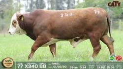lote 77 x340