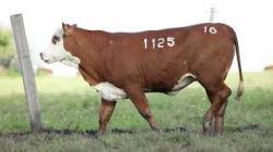 Z1125