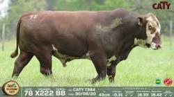 lote 78