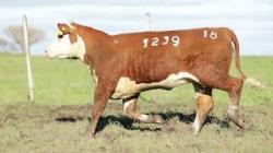 Z1239