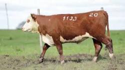 Z1133