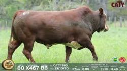 lote 80 x467