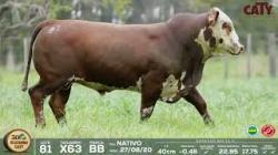 lote 81 x63