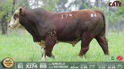lote 81 x174