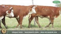 lote 101