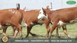 lote 102