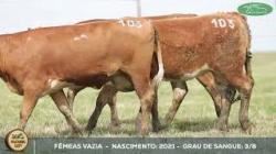lote 103