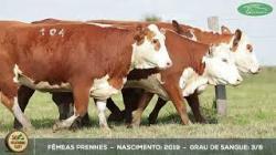 lote 104