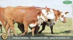 lote 105