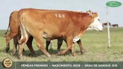 lote 106