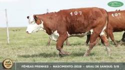 lote 107