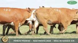 lote 108