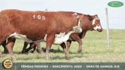 lote 109