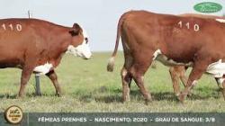 lote 110