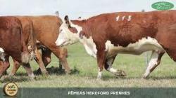 lote 113